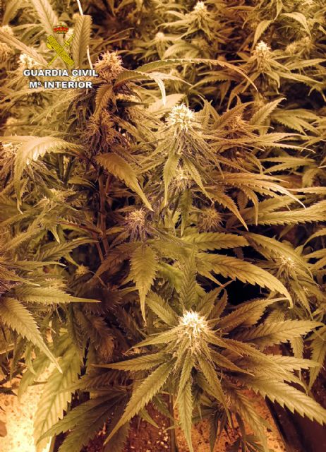La Guardia Civil desmantela un grupo delictivo dedicado al tráfico de drogas - 3, Foto 3