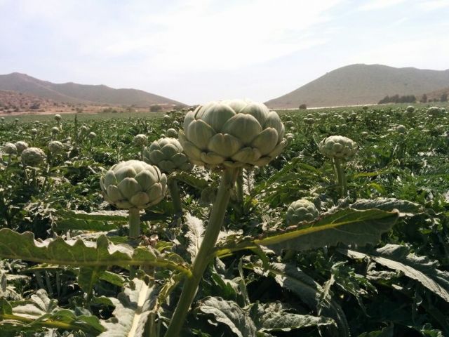 La alcachofa laminada: un nuevo producto fresco en el supermercado - 1, Foto 1
