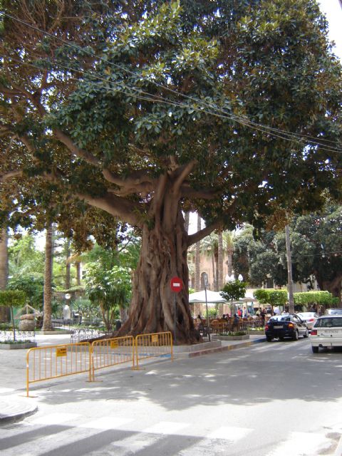 Ciudadanos pregunta a la concejal de medio ambiente, Isabel Mª Torrente, liberada en diferido, por el estado de salud de los grandes árboles en Plaza de España - 1, Foto 1