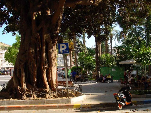 Ciudadanos pregunta a la concejal de medio ambiente, Isabel Mª Torrente, liberada en diferido, por el estado de salud de los grandes árboles en Plaza de España - 2, Foto 2