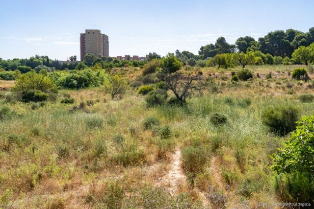 Adelante la modificación del Plan General que protegerá la masa arbórea y una noria junto al antiguo Hospital Naval - 1, Foto 1
