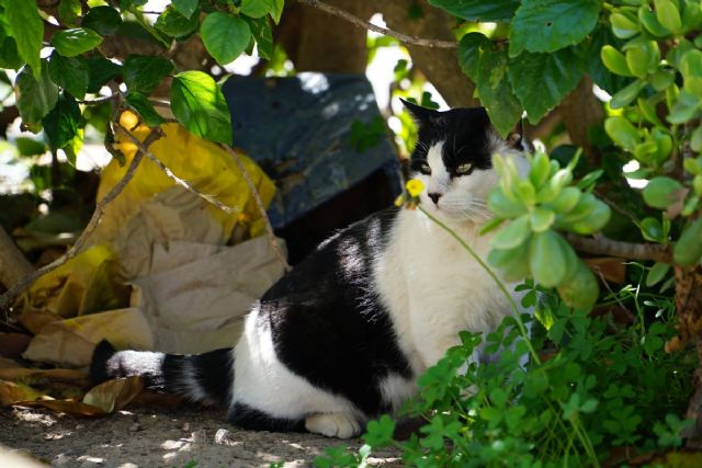 El Ayuntamiento de Cartagena pone en marcha un programa municipal de control y gestión ética de colonias felinas urbanas - 1, Foto 1