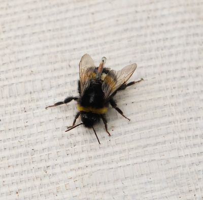 Proyecto DARkWIN: Naturaleza y tecnología se alían para mejorar la agricultura del futuro - 2, Foto 2