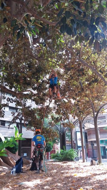 La poda extraordinaria permite sanear en profundidad el ficus de Santo Domingo - 1, Foto 1