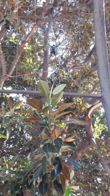 La poda extraordinaria permite sanear en profundidad el ficus de Santo Domingo - 2, Foto 2