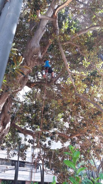 La poda extraordinaria permite sanear en profundidad el ficus de Santo Domingo - 3, Foto 3