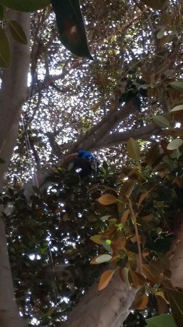 La poda extraordinaria permite sanear en profundidad el ficus de Santo Domingo - 5, Foto 5