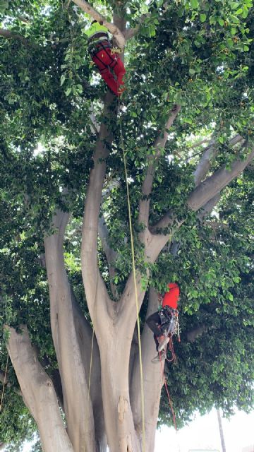 Revisan e hidratan los ficus de Floridablanca por las altas temperaturas - 3, Foto 3