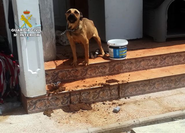 La Guardia Civil desmantela un invernadero de marihuana con más de 200 plantas en Fortuna - 4, Foto 4
