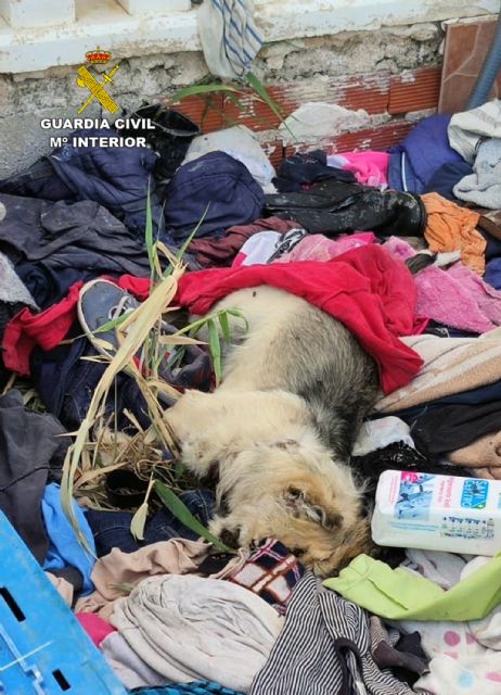 La Guardia Civil desmantela un invernadero de marihuana con más de 200 plantas en Fortuna - 5, Foto 5