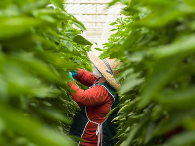 Fundación Ingenio lamenta que la nueva Ley de Protección Integral del Mar Menor no es integral ni salvará la laguna, pero destruirá la agricultura y el empleo - 2, Foto 2