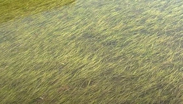 Más de 1 millón de euros invertidos en unas pasarelas que te llevan directo al fango - 2, Foto 2