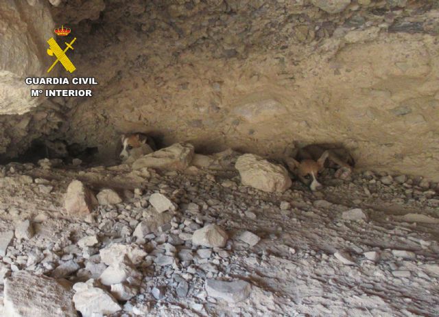 La Guardia Civil rescata a varios cachorros en una zona abrupta de Santomera - 1, Foto 1