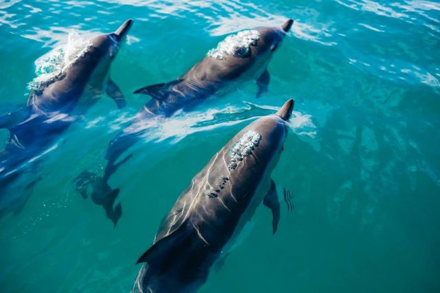 El 23 de julio se celebra a nivel mundial el Día dedicado a las Ballenas y los Delfines - 2, Foto 2