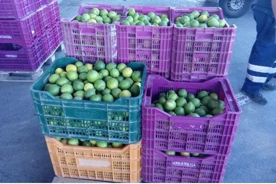 La Policía Local interviene 300 kilos de limones supuestamente robados - 1, Foto 1