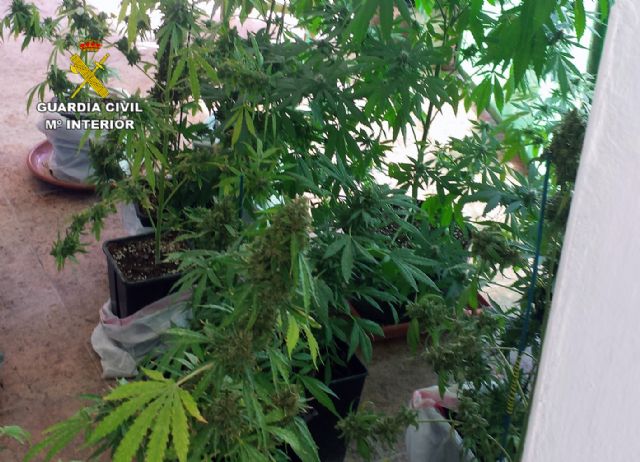 La Guardia Civil desmantela un grupo delictivo responsable de una plantación de marihuana en Bullas - 2, Foto 2