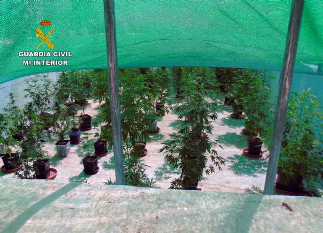 La Guardia Civil desmantela un grupo delictivo responsable de una plantación de marihuana en Bullas - 3, Foto 3