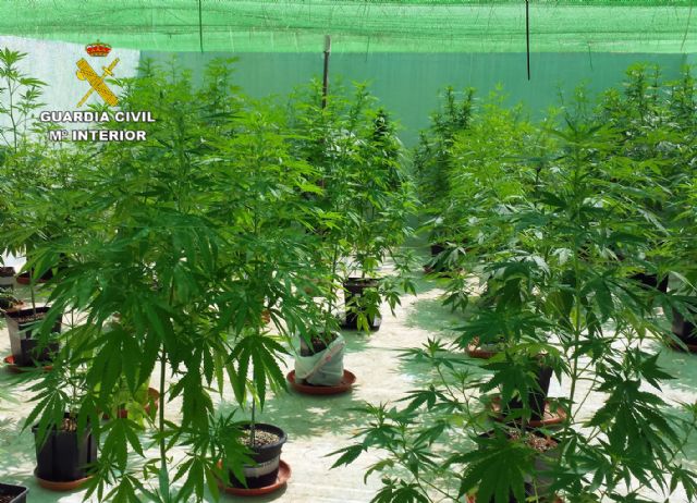 La Guardia Civil desmantela un grupo delictivo responsable de una plantación de marihuana en Bullas - 4, Foto 4