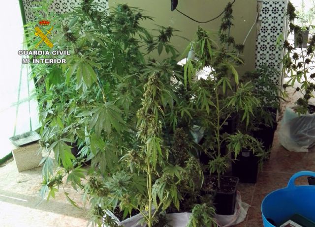 La Guardia Civil desmantela un grupo delictivo responsable de una plantación de marihuana en Bullas - 5, Foto 5