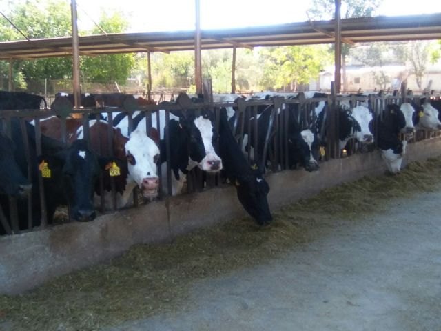 Las 25 vaquerías existentes en la Región producen 55 millones de litros al año - 1, Foto 1