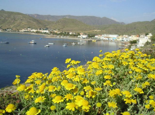 Intentan que la manzanilla de Escombreras sea declarada planta del año 2017 - 1, Foto 1