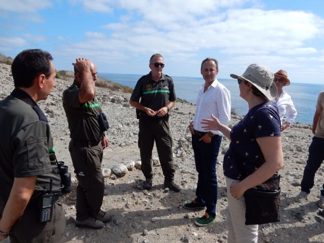 Isla Grosa se convierte en el principal ´dormidero´ de cormorán moñudo en el Mediterráneo - 2, Foto 2