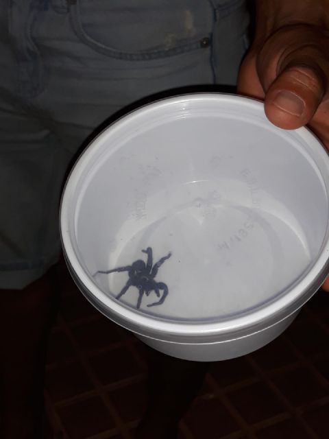 IU-Lorca pide que se actúe urgentemente contra la presencia de tarántulas en el parque de ‘La Verdad’ y sus inmediaciones - 1, Foto 1