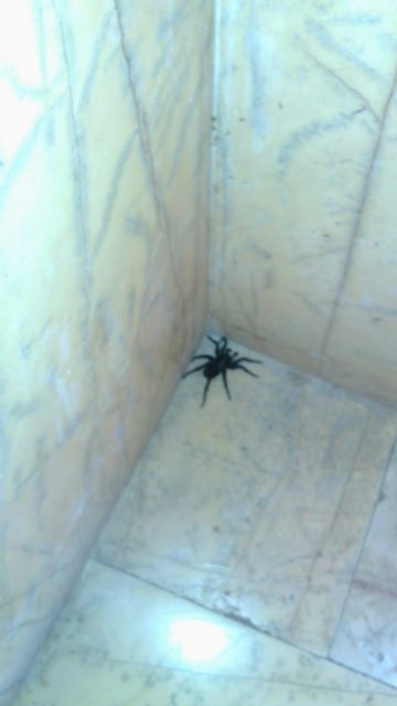 IU-Lorca pide que se actúe urgentemente contra la presencia de tarántulas en el parque de ‘La Verdad’ y sus inmediaciones - 2, Foto 2