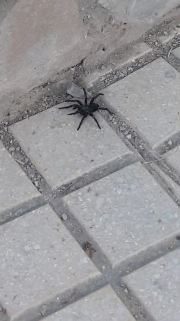 IU-Lorca pide que se actúe urgentemente contra la presencia de tarántulas en el parque de ‘La Verdad’ y sus inmediaciones - 3, Foto 3