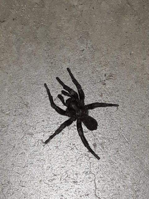 IU-Lorca pide que se actúe urgentemente contra la presencia de tarántulas en el parque de ‘La Verdad’ y sus inmediaciones - 4, Foto 4