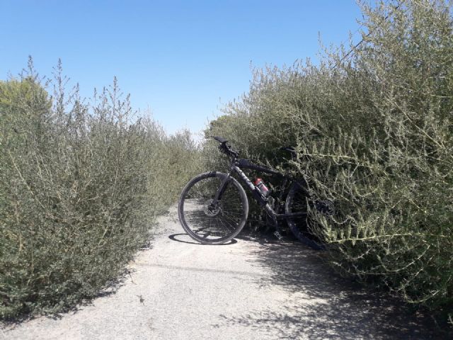 El PSOE exige al Ayuntamiento la limpieza de los carriles bici del municipio y la implantación de un Plan de mantenimiento continuado - 2, Foto 2