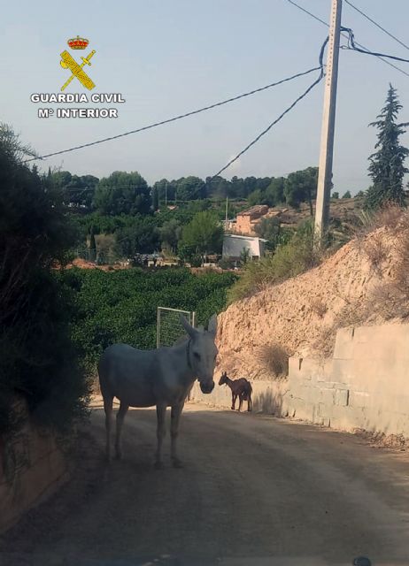 La Guardia Civil rescata  a un equino y una cabra que deambulaban desorientados por una carretera de Librilla - 1, Foto 1