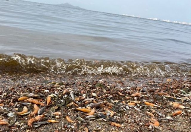 Los Ribereños califican de vergonzosas e inoportunas las declaraciones de Pablo Casado en defensa del Trasvase en plena crisis ambiental del Mar Menor - 1, Foto 1