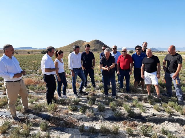 La Comunidad promueve el cultivo alternativo de plantas aromáticas en las tierras de secano del Noroeste y pedanías altas de Lorca - 1, Foto 1