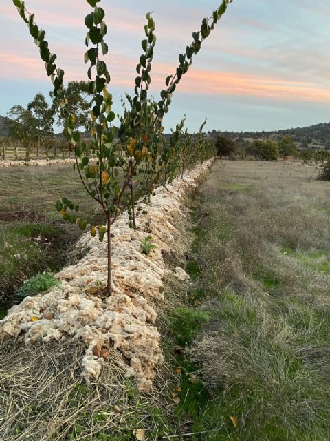 La Comunidad inicia en Sierra Espu&ntilde;a un proyecto piloto para reutilizar la lana local como acolchado natural en cultivos y reforestaciones