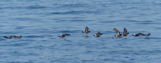 ANSE y ciencia: un proyecto de investigación del IMIDA con ANSE demuestra la interacción entre un ave pelágica y la acuicultura - 1, Foto 1