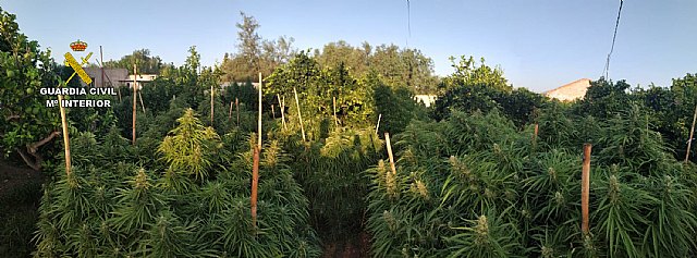 La Guardia Civil desmantela una plantación de marihuana en Totana, Foto 1