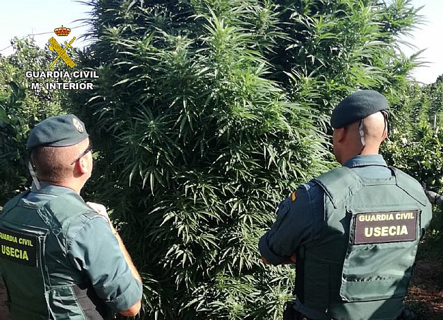 La Guardia Civil desmantela una plantación de marihuana en Totana, Foto 2