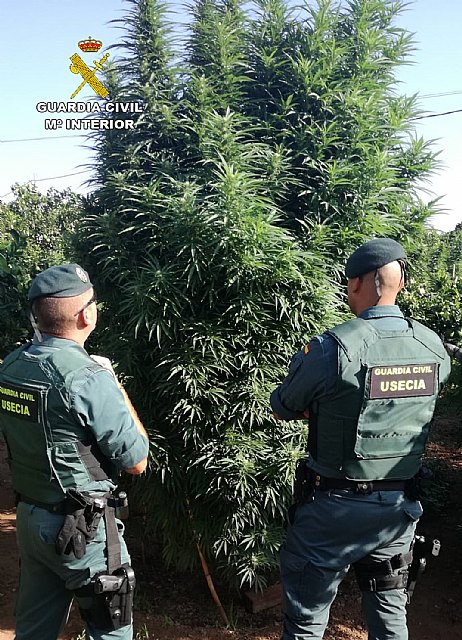 La Guardia Civil desmantela una plantación de marihuana en Totana, Foto 3