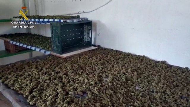 La Guardia Civil desmantela una plantación de marihuana en Totana, Foto 4