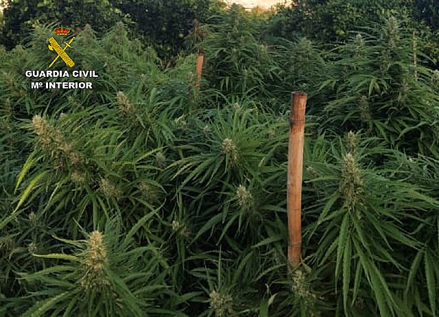 La Guardia Civil desmantela una plantación de marihuana en Totana, Foto 5