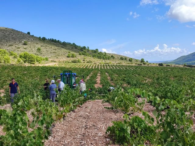 Llega el turno de la Monastrell en la vendimia de Jumilla - 3, Foto 3