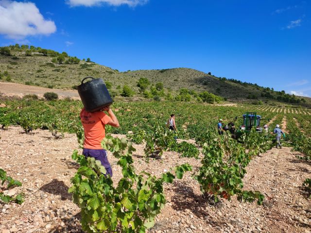 Llega el turno de la Monastrell en la vendimia de Jumilla - 4, Foto 4