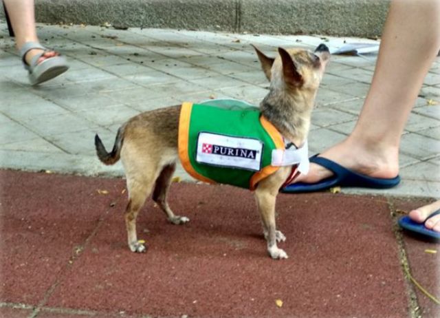 Estas son las mejores razas para perros de terapia - 1, Foto 1