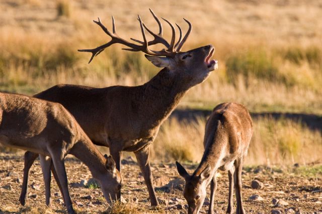 Los ciervos de Terra Natura Murcia comienzan la temporada de berrea - 1, Foto 1
