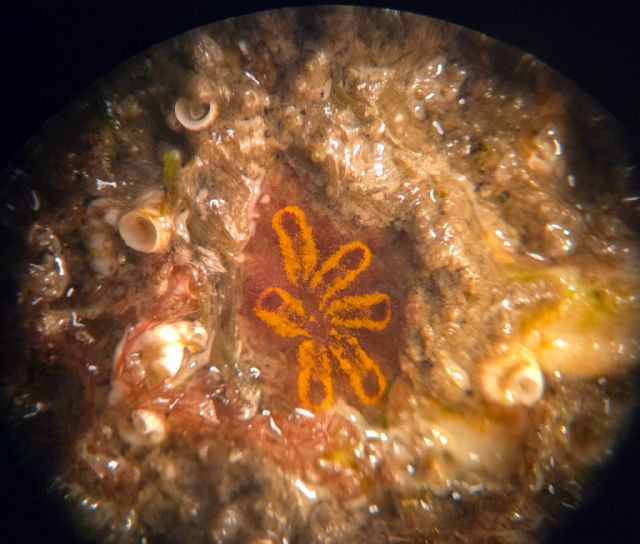 Fundación Ona Futura presenta el primer ensayo mediterráneo que valida el uso de materiales sostenibles para la regeneración marina - 1, Foto 1