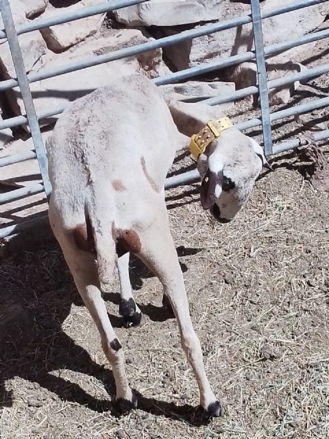 La enfermedad de la lengua azul del ovino continúa haciendo estragos en el noroeste de la Región de Murcia - 1, Foto 1