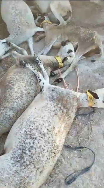 La enfermedad de la lengua azul del ovino continúa haciendo estragos en el noroeste de la Región de Murcia - 2, Foto 2