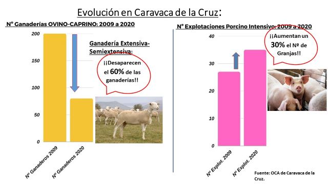 La enfermedad de la lengua azul del ovino continúa haciendo estragos en el noroeste de la Región de Murcia - 3, Foto 3