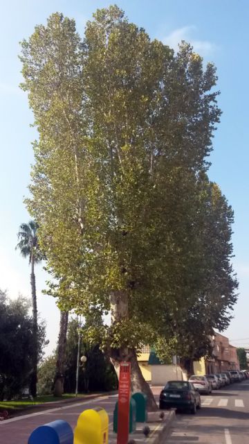 Parques y Jardines revisa en profundidad de una decena de plátanos de sombra en Monteagudo - 1, Foto 1